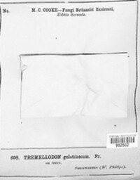 Tremellodon gelatinosum image